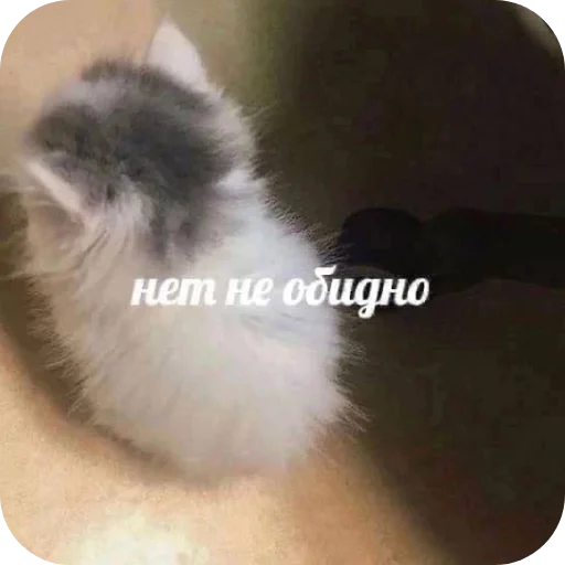 🐱 Стикер «Хлебушек» для Telegram