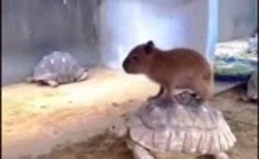 🤩 Стикер «Hamster capybara and bird mem» для Telegram