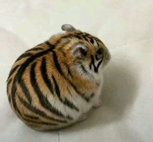 Стикерпак Hamster capybara and bird mem для Telegram