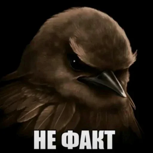 🤩 Стикер «Hamster capybara and bird mem» для Telegram
