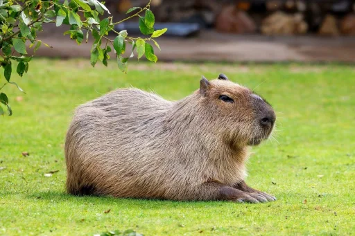 🤩 Стикер «Hamster capybara and bird mem» для Telegram