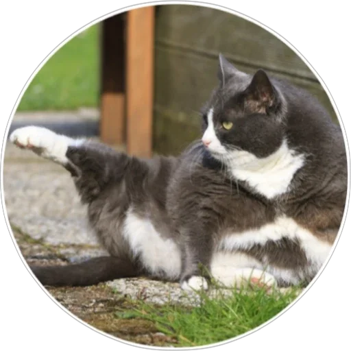 🐈 Стикер «Хоба» для Telegram