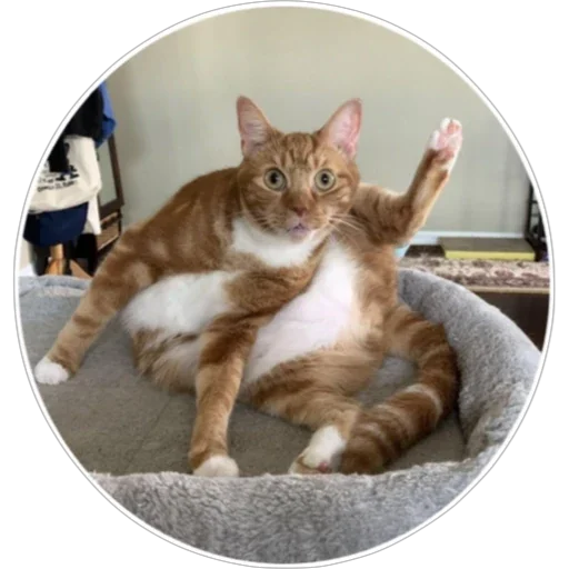 🐈 Стикер «Хоба» для Telegram