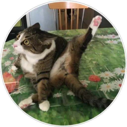 🐈 Стикер «Хоба» для Telegram