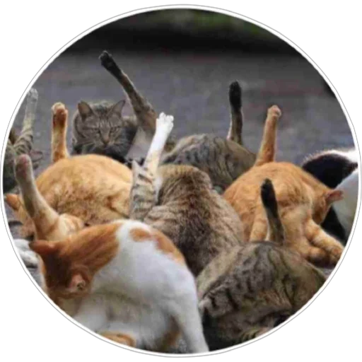 🐈 Стикер «Хоба» для Telegram