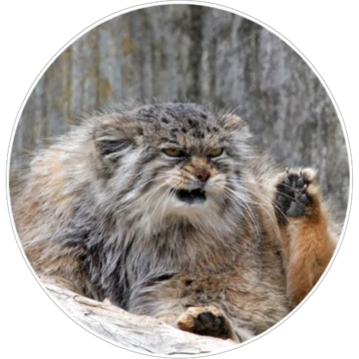 🐈 Стикер «Хоба» для Telegram