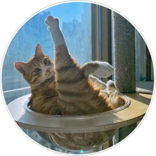 🐈 Стикер «Хоба» для Telegram