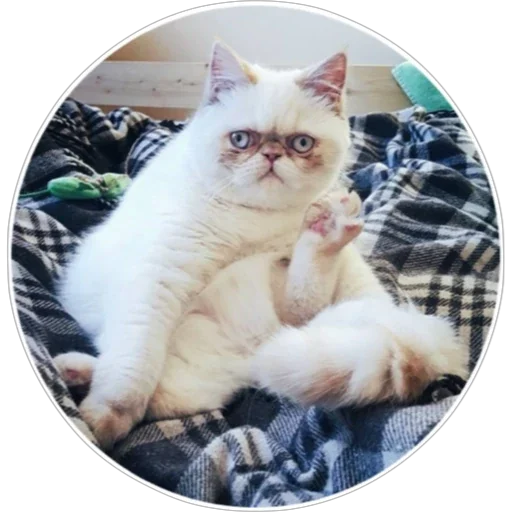 🐈 Стикер «Хоба» для Telegram