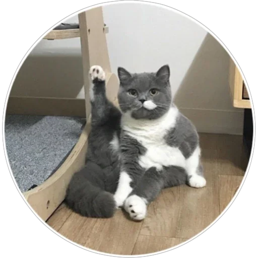 🐈 Стикер «Хоба» для Telegram
