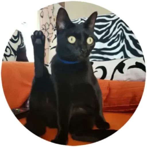🐈 Стикер «Хоба» для Telegram
