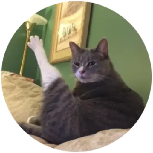 🐈 Стикер «Хоба» для Telegram