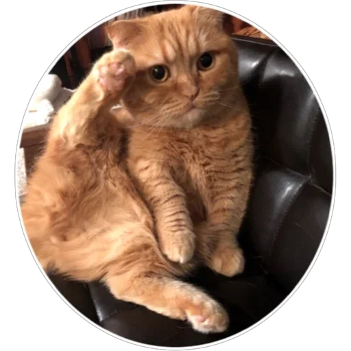 🐈 Стикер «Хоба» для Telegram