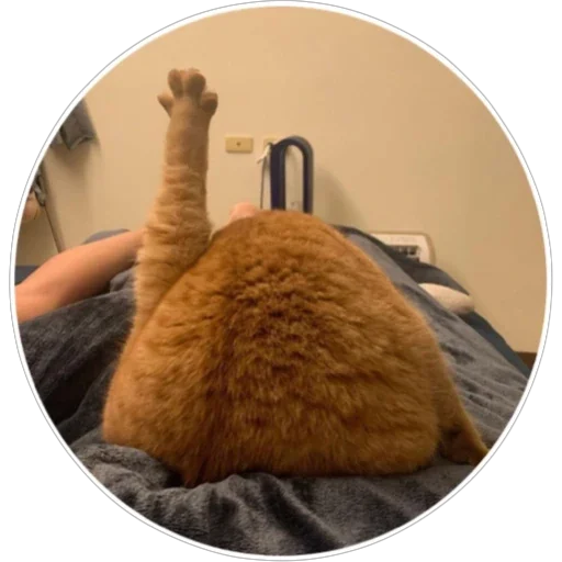 🐈 Стикер «Хоба» для Telegram