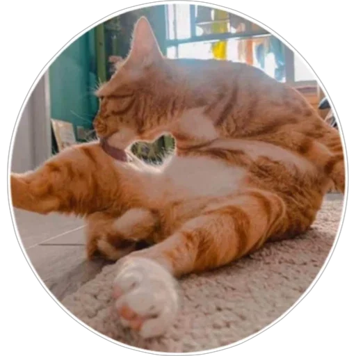 🐈 Стикер «Хоба» для Telegram