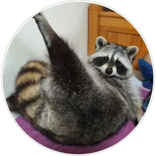 🦝 Стикер «Хоба» для Telegram