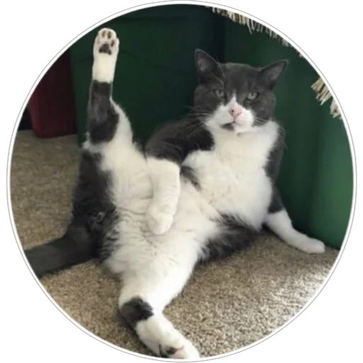 🐈 Стикер «Хоба» для Telegram