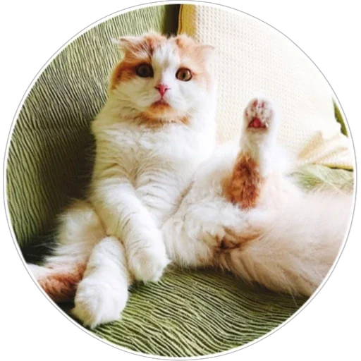 🐈 Стикер «Хоба» для Telegram