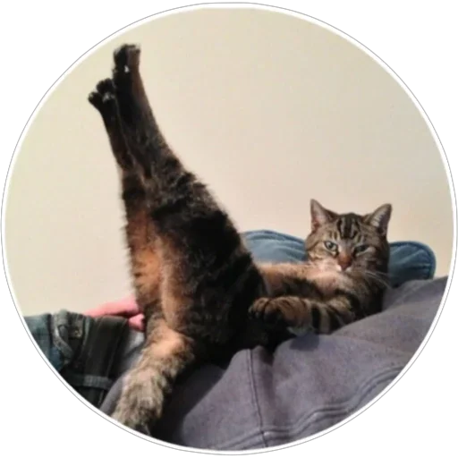 🐈 Стикер «Хоба» для Telegram