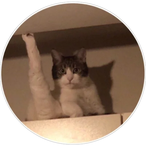 🐈 Стикер «Хоба» для Telegram