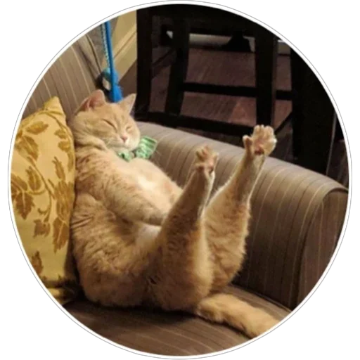 🐈 Стикер «Хоба» для Telegram