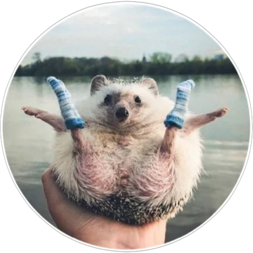 🦔 Стикер «Хоба» для Telegram