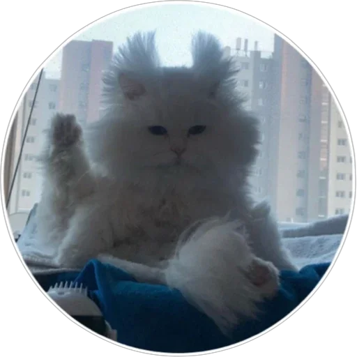 🐈 Стикер «Хоба» для Telegram