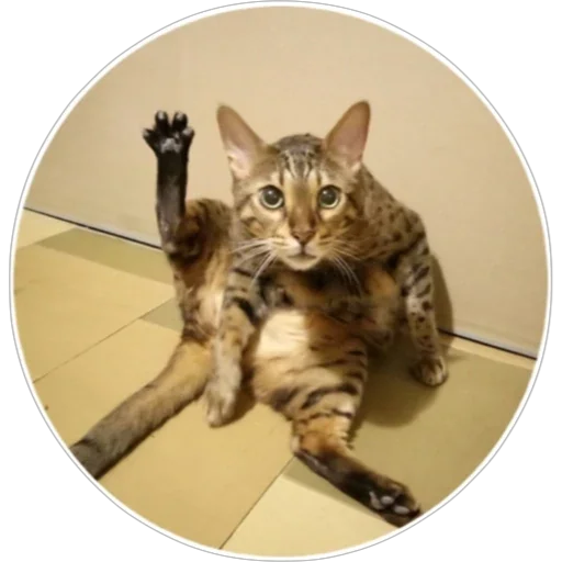 🐈 Стикер «Хоба» для Telegram