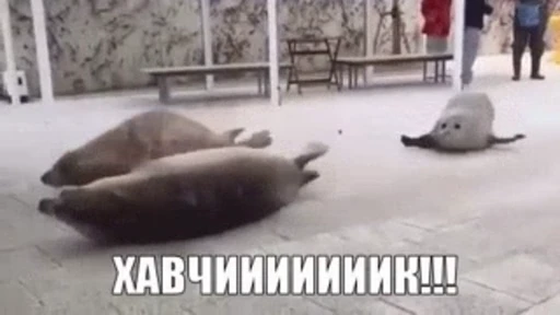 🍽 Стикер «Хочу Жрать» для Telegram