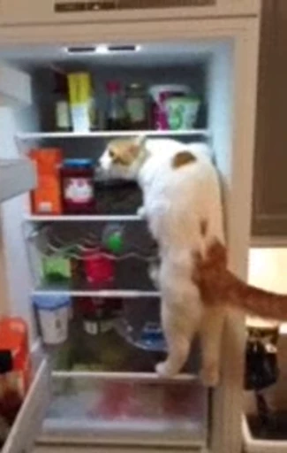 🍽 Стикер «Хочу Жрать» для Telegram