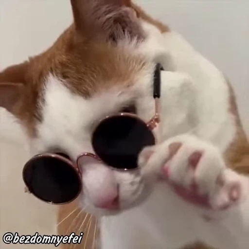 😎 Стикер «holly» для Telegram