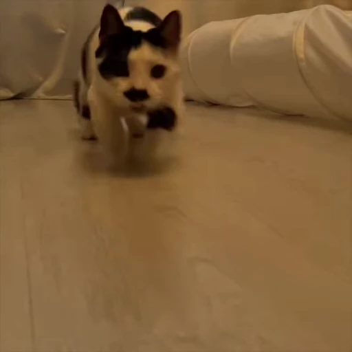 🏃‍♀️ Стикер «holly» для Telegram