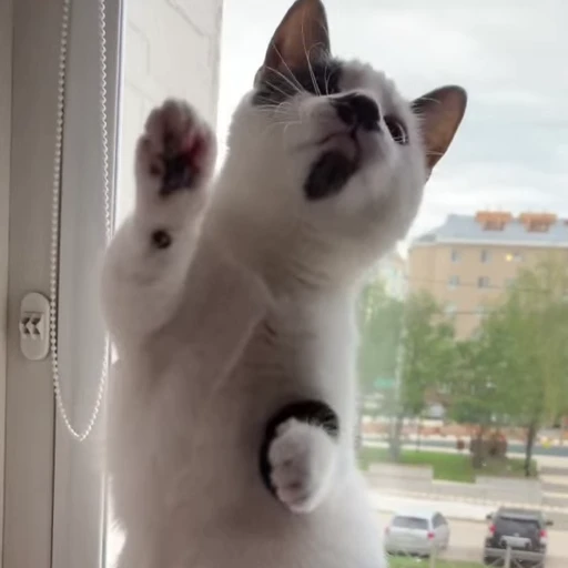 ☺️ Стикер «holly» для Telegram