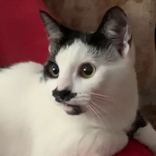 🤨 Стикер «holly» для Telegram