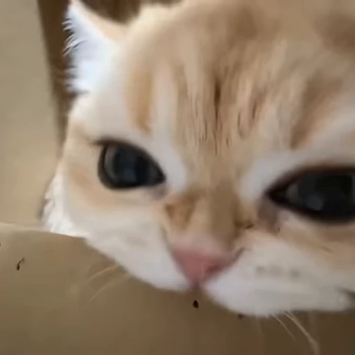🐾 Стикер «holly» для Telegram