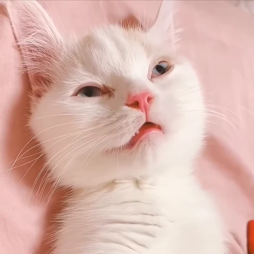 🐾 Стикер «holly» для Telegram