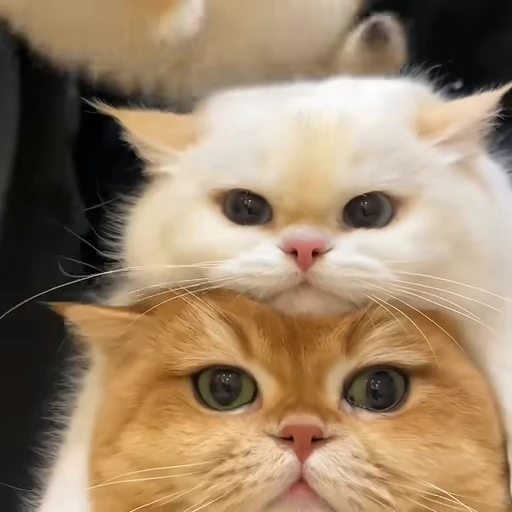 🐾 Стикер «holly» для Telegram