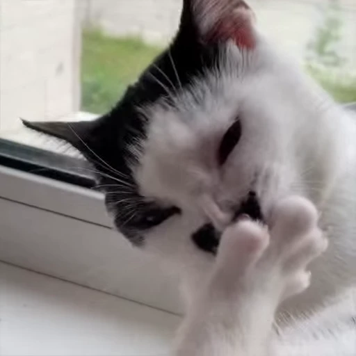 🐾 Стикер «holly» для Telegram