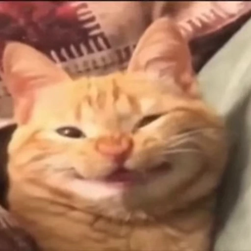 😸 Стикер «holly» для Telegram