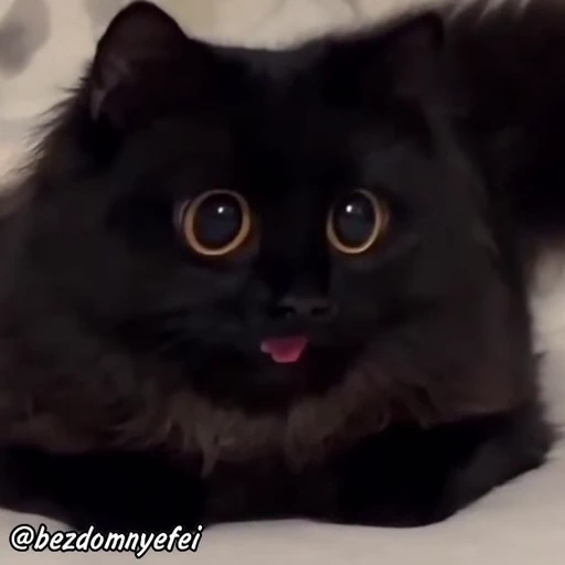 🤪 Стикер «holly» для Telegram