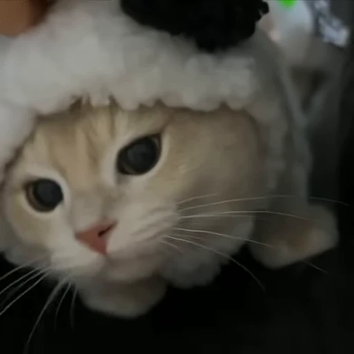 🐾 Стикер «holly» для Telegram
