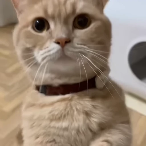 🐾 Стикер «holly» для Telegram