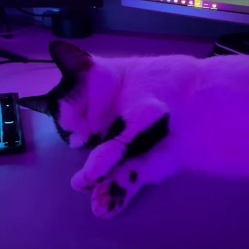 💤 Стикер «holly» для Telegram