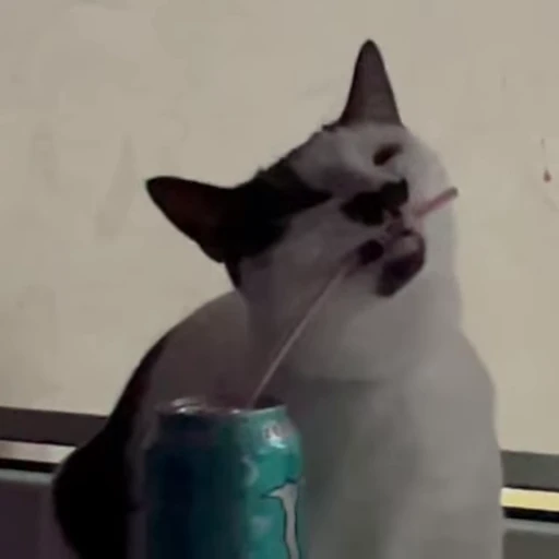 🥤 Стикер «holly» для Telegram