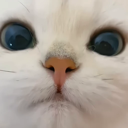 🐾 Стикер «holly» для Telegram