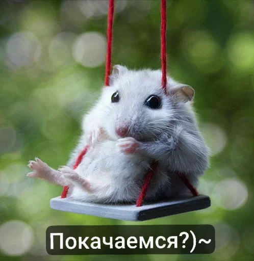 🤩 Стикер «хома» для Telegram
