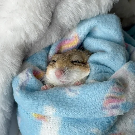 😴 Стикер «Homa» для Telegram
