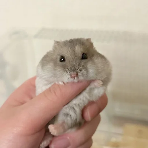 🐹 Стикер «Homa» для Telegram