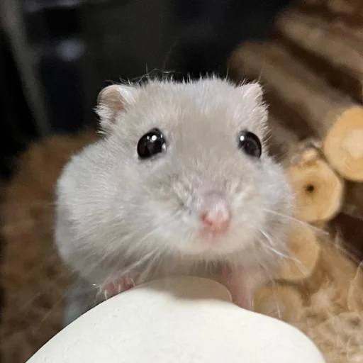 🥺 Стикер «Homa» для Telegram