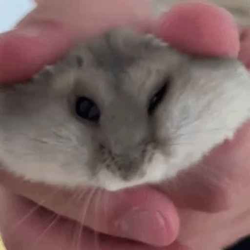 🐹 Стикер «Homa» для Telegram