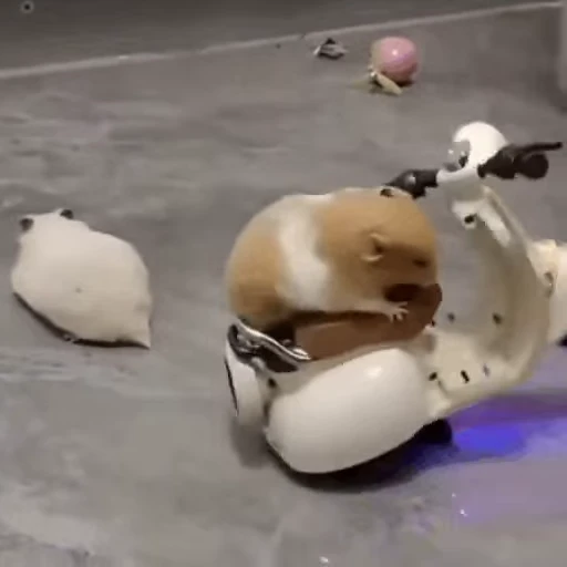 🏍 Стикер «Homa» для Telegram